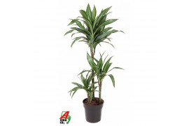 Dracaena fragr. der. ulises Dracaena Ulises 60-30-153 pp