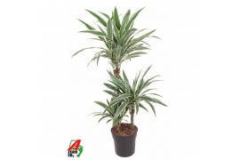 Dracaena fragr. der. white stripe Dracaena White Stripe 60-30-15pp