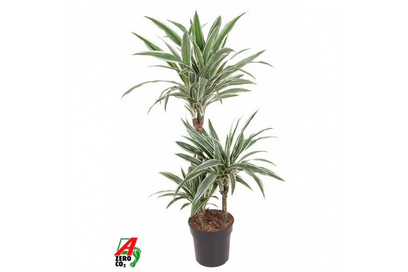 Dracaena fragr. der. white stripe Dracaena White Stripe 60-30-15pp 