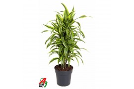 Dracaena fragr. der. lemon lime Dracaena Lemon Lime vertakt P27pp