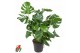 Monstera deliciosa Monstera Deliciosa struik P30pp 