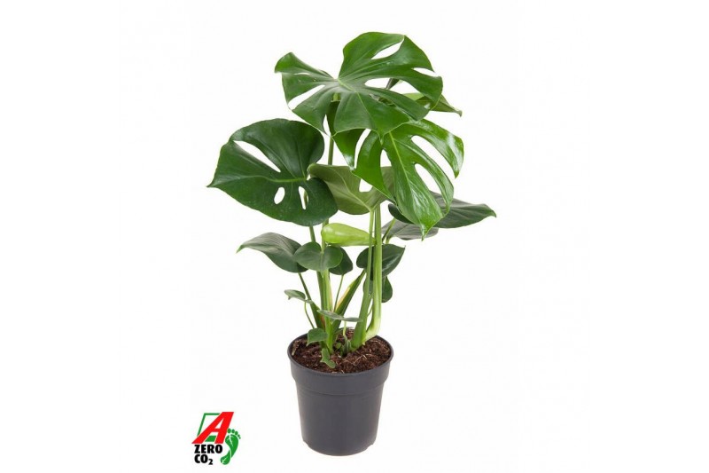 Monstera deliciosa Monstera Deliciosa struik P19pp 