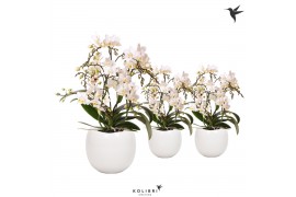 Phalaenopsis multiflora wit Kolibri Orchids Phalaenopsis Botanic 4 spi