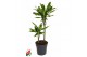 Dracaena fragr. golden coast Dracaena Gold Coast 30-102 pp 