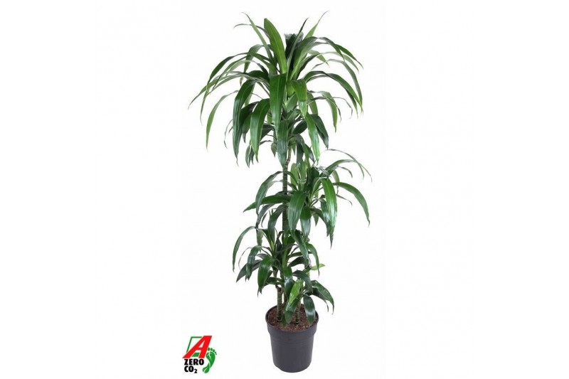 Dracaena fragr. janet craig Dracaena Janet Craig 90-60-30-154 pp 