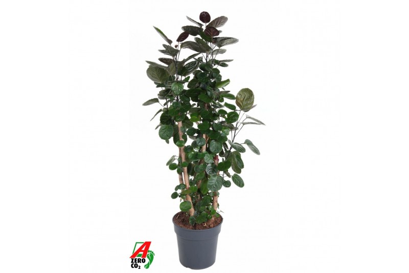 Polyscias fabian Polyscias Fabian1 pp 