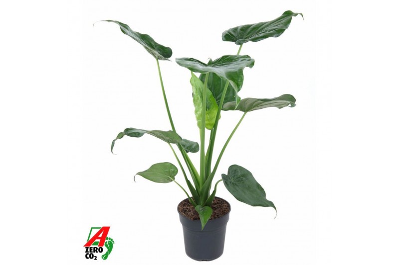 Alocasia cucullata Alocasia Cucullata1 pp 