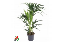 Howea forsteriana Howea Forsteriana4 pp