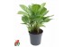 Aglaonema stripes Aglaonema Stripes3 pp 