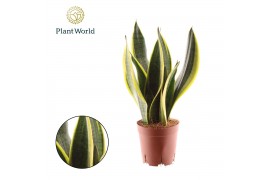 Sansevieria trifasciata futura superba Sansevieria Futura Superba 3 st