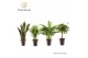 Kamerplanten mix Groenmix Jamaica (diverse soorten) 2 pp 