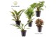 Kamerplanten mix Groenmix Cuba (diverse soorten) 1 pp 