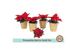 Euphorbia pul. christmas feelings red Euph. Poinsettia Mini Red in Gol
