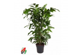 Caryota mitis Caryota Mitis P2710 pp