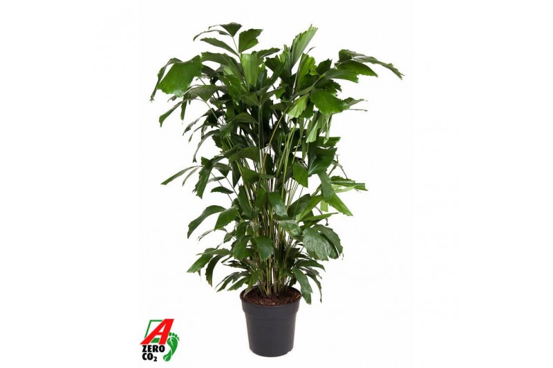 Caryota mitis Caryota Mitis P2710 pp 