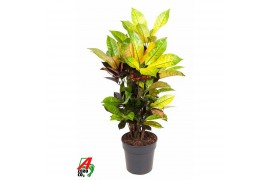 Codiaeum variegatum mrs iceton Codiaeum Mrs Iceton vertakt P191 pp