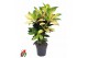 Codiaeum variegatum mrs iceton Codiaeum Mrs Iceton vertakt P211 pp 