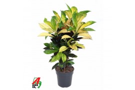 Codiaeum variegatum mrs iceton Codiaeum Mrs Iceton vertakt P211 pp