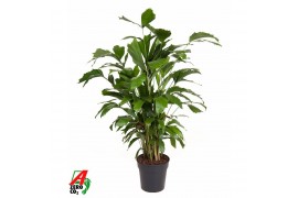 Caryota mitis Caryota Mitis P2110 pp