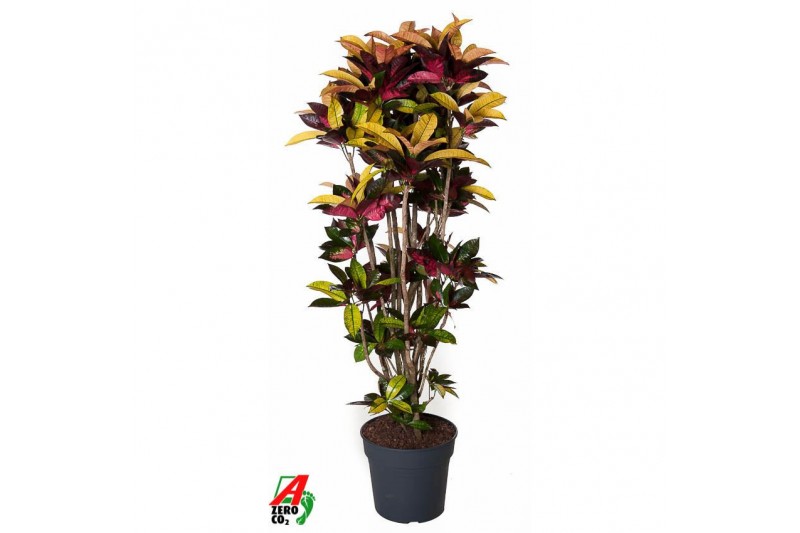 Codiaeum variegatum mrs iceton Codiaeum Mrs Iceton vertakt P34-160pp 