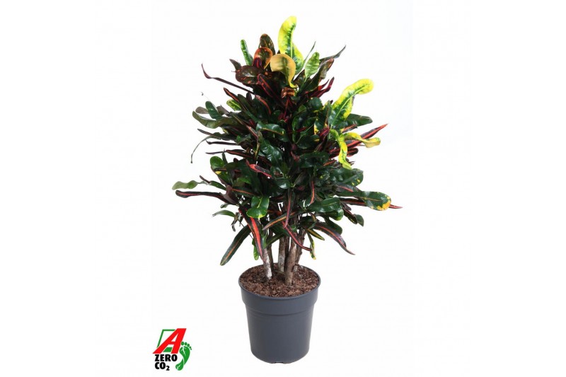 Codiaeum variegatum mammi Codiaeum Mammi vertakt P24pp 