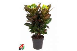 Codiaeum variegata petra Codiaeum Petra vertakt P21pp