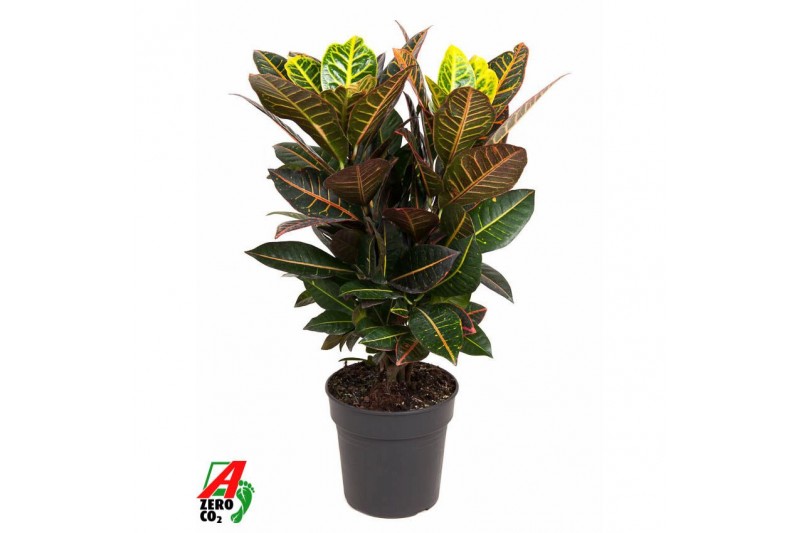 Codiaeum variegata petra Codiaeum Petra vertakt P21pp 