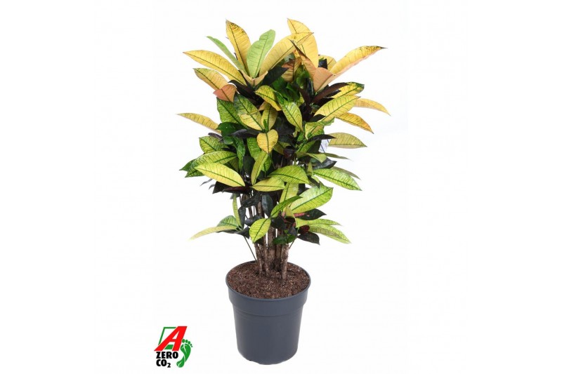 Codiaeum variegatum mrs iceton Codiaeum Mrs Iceton vertakt P24pp 
