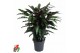 Calathea rufibarba wavestar Calathea Wavestar2 pp zonder bloem bl. 