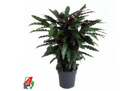 Calathea rufibarba wavestar Calathea Wavestar2 pp zonder bloem bl.