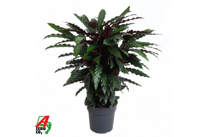 Calathea rufibarba wavestar Calathea Wavestar2 pp zonder bloem bl. 