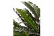 Calathea rufibarba wavestar Calathea Wavestar2 pp zonder bloem bl. 