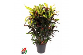 Codiaeum variegatum mammi Codiaeum Mammi vertakt P27pp
