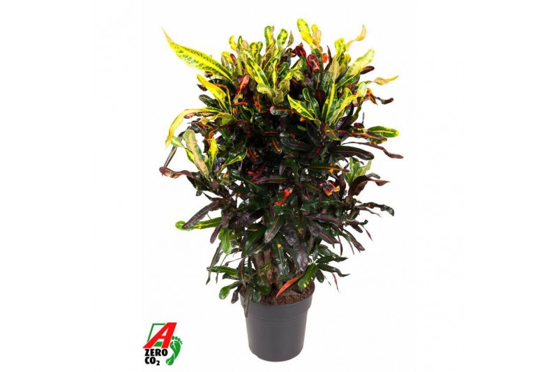 Codiaeum variegatum mammi Codiaeum Mammi vertakt P27pp 