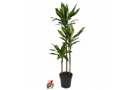 Dracaena fragr. cintho Dracaena Cintho 90-60-30pp