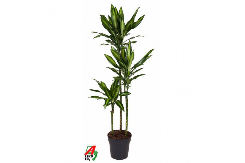 Dracaena fragr. cintho Dracaena Cintho 90-60-30pp 