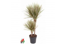 Dracaena marg. bicolor Dracaena Bicolor 45-152 pp