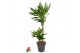 Dracaena fragr. cintho Dracaena Cintho 45-15pp 
