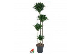 Dracaena fragr. compacta Dracaena Compacta 120-90-60-304 pp