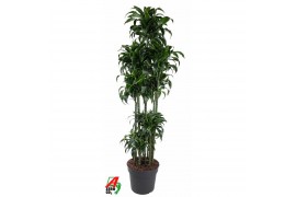 Dracaena fragr. compacta dorado Dracaena Dorado 150-carrouselpp