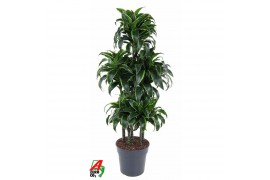 Dracaena dorado compacta Dracaena Dorado 90-carrousel6 pp