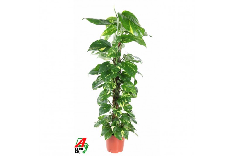 Epipremnum pinnatum mosstok Epipremnum Pinnatum Mosstok4 pp 