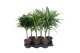 Dracaena mixkar Mix Dracaena stam 30cm P15pp 