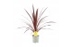 Cordyline australis red star Cordyline Australis Red Star - 13cm1 pp 