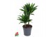 Dracaena fragr. compacta green jewel Dracaena Green Jewel2 pp 