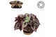 Begonia blad Bladbegonia Rex 17 Fireworks in jutte mand Must Have2 pp 