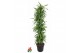 Dracaena fragr. der. lemon lime Dracaena Lemon Lime1 pp 