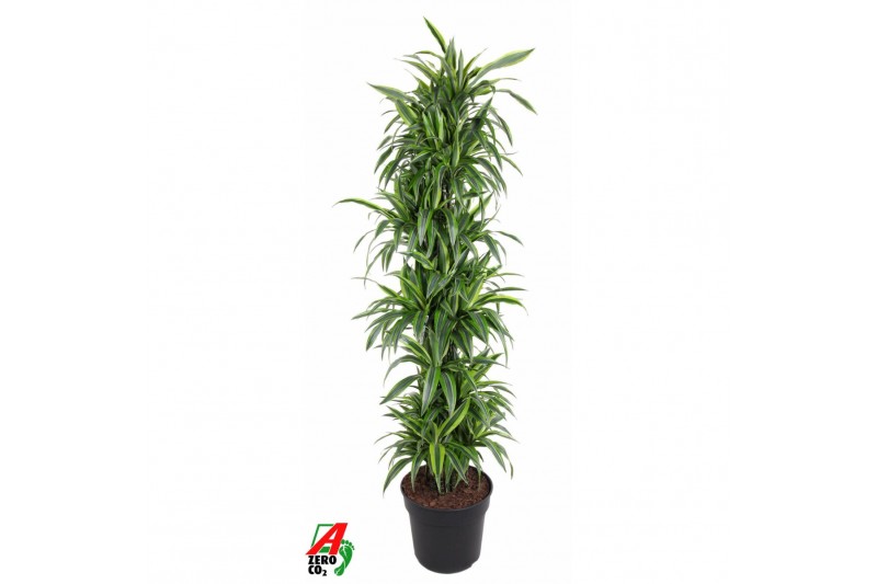 Dracaena fragr. der. lemon lime Dracaena Lemon Lime1 pp 