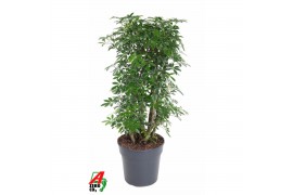 Schefflera arboricola luseana Schefflera Luseana 2 pp