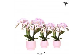 Phalaenopsis multiflora roze Kolibri Orchids Phalaenopsis pink 2 spike